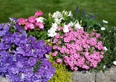 Petunien Lieschen Mandevilla für die Terrasse